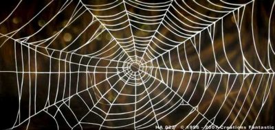 HA-022-Spider-Web-1