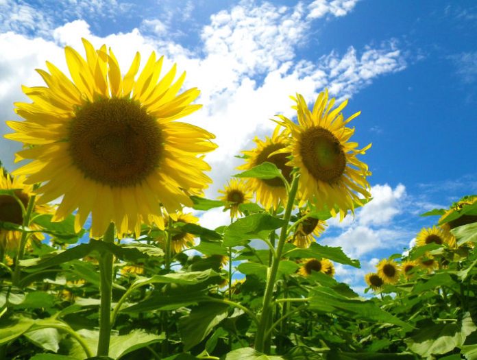 sun