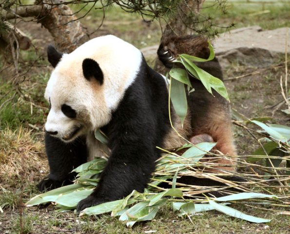 panda