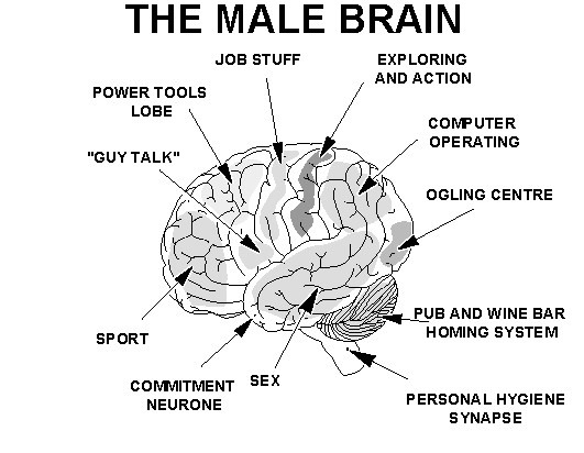 Izzadesignerhomes Are There Differences Between Male And Female Brains 