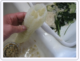  How to make your own Luffa sponge