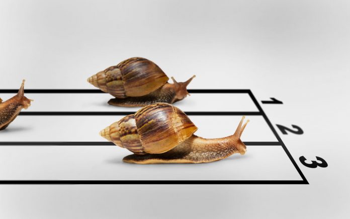 103545__snail-race-finish-humor-winner_p