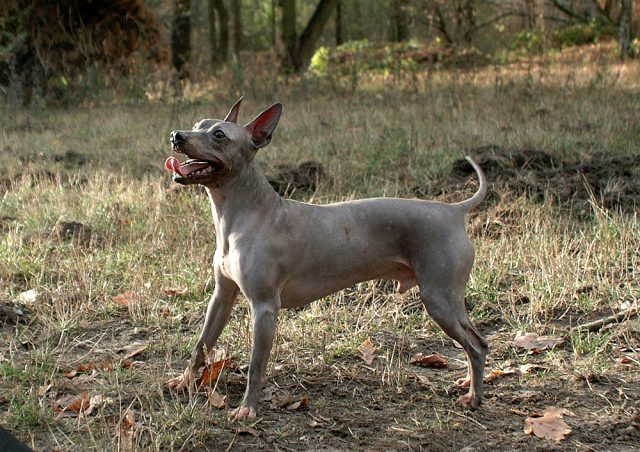 American hairless terrier