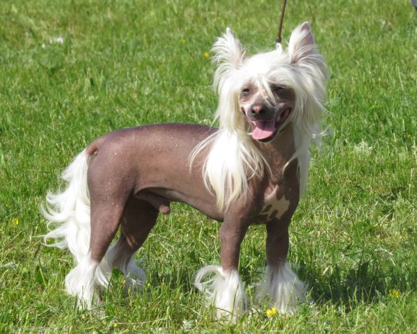 Chinese crested dog