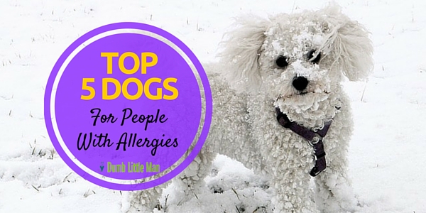  Top 5 Dogs For People With Allergies
