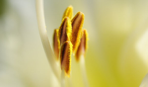 lily-pollen