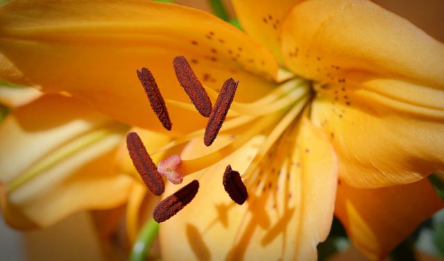  How to Get Rid of Lily Pollen Stains