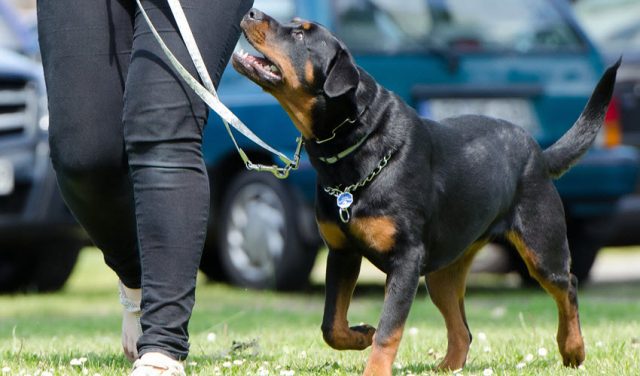  5 Tips to Form New Habits that Stick – Train Yourself Like a Dog