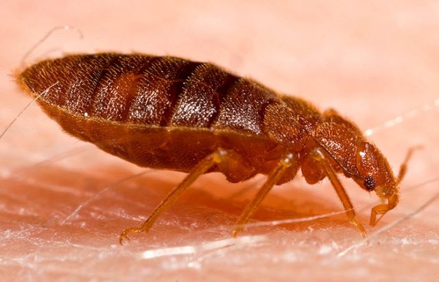  10 Things You Never Knew About Bed Bugs
