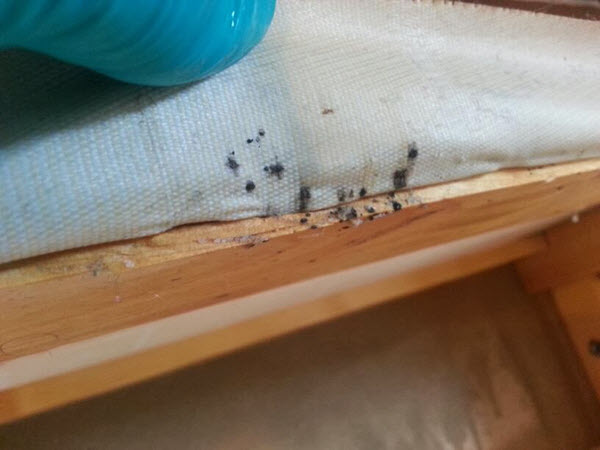10 Things You Never Knew About Bed Bugs, Can Bed Bugs Live In Hardwood Floors