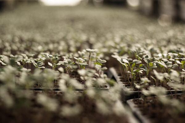 grow-your-own-sprouts