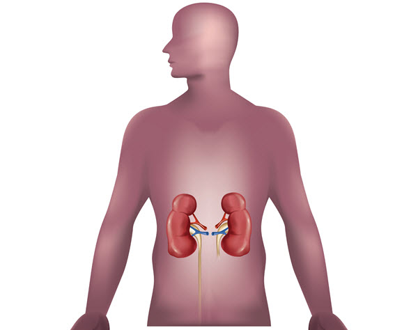 kidney-health