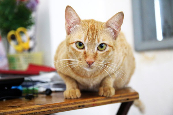 coworking desk with pet