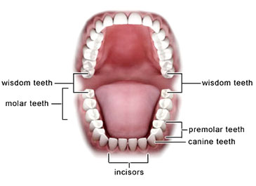 wisdom-teeth