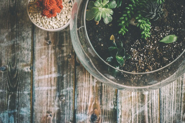 centerpiece plants