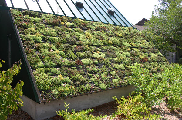 sloping green roof