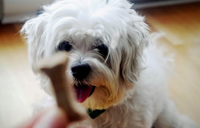 best dog food for small dogs best dog food for small dogs