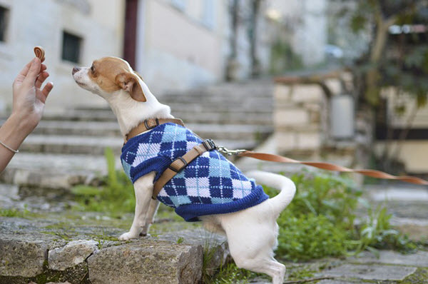 food for toy dogs