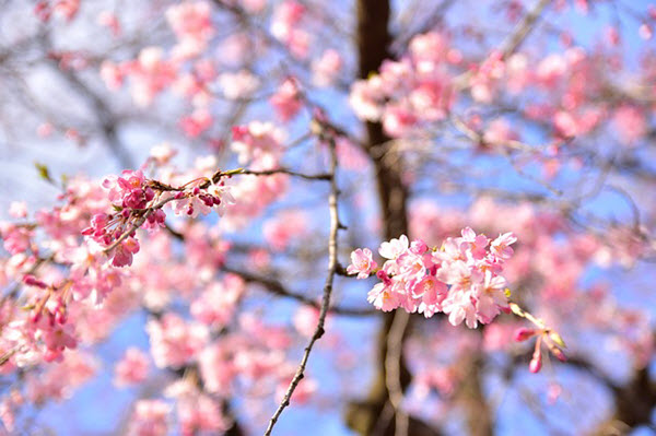 sakura