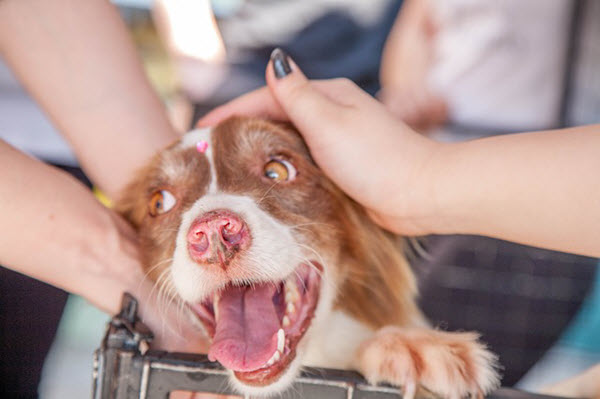 animal rescue volunteer