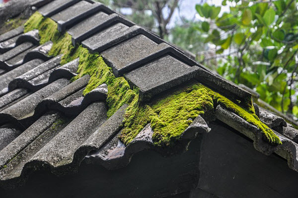 moss on roof