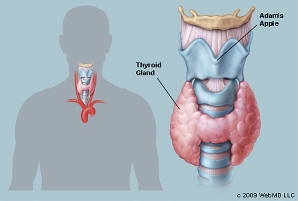 thyroid gland