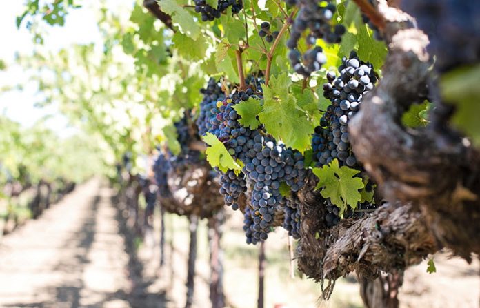 best wine regions