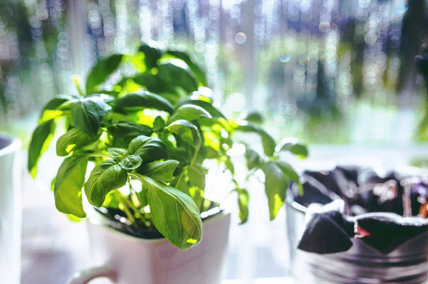 Save Hundreds of Dollars By Growing These 7 Plants