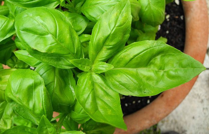plants to have in your garden