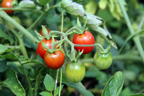 tomato plant