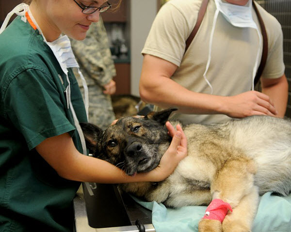 veterinarian