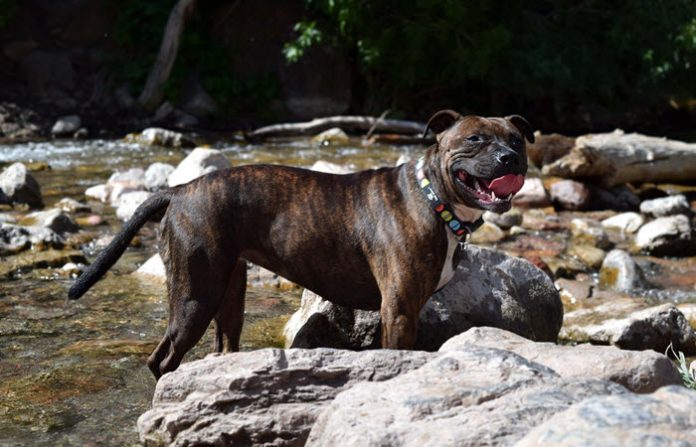 preventing dog attacks