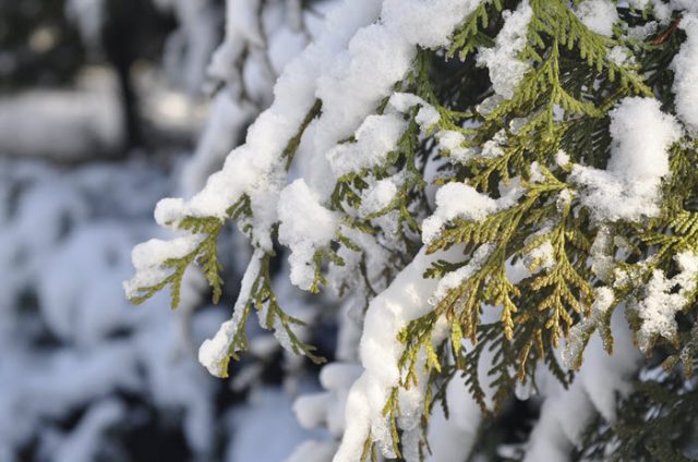  8 Easy Snow Removal Tips For Your Garden
