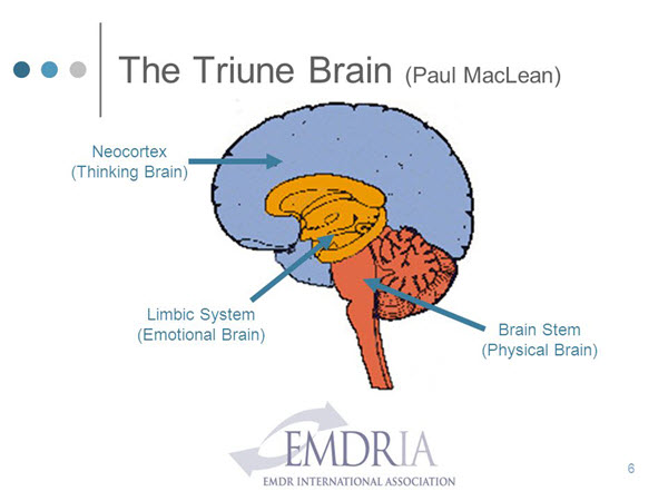 triune brain theory