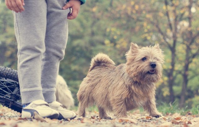 best way to get rid of fleas on dogs