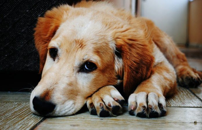 natural-remedies-and-relief-for-dogs-with-arthritis-joint-pain-hip