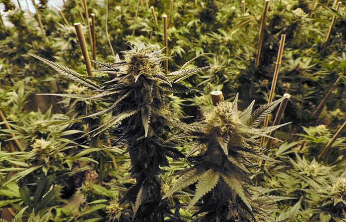 hemp business