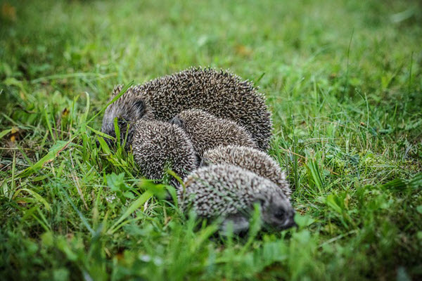 porcupines