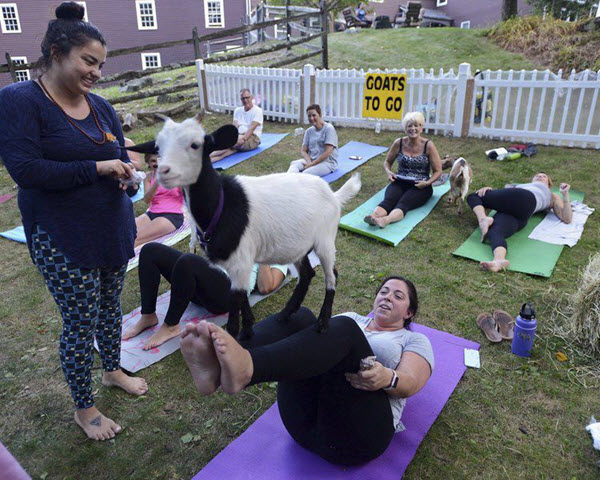 goat yoga