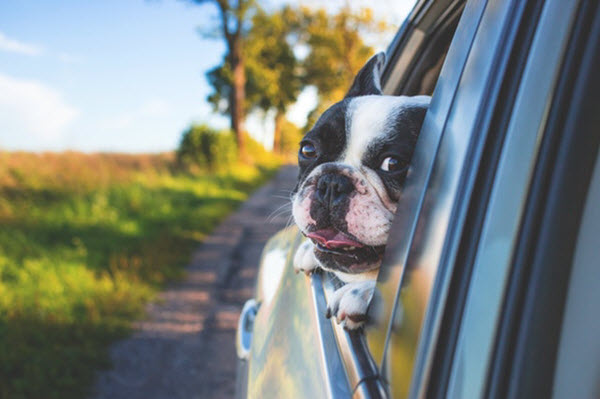 pet injuries car insurance