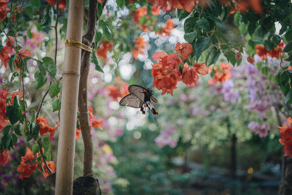 garden butterfly