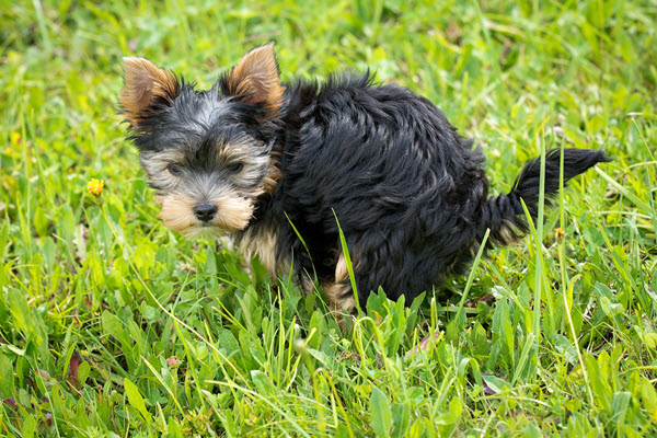 healthy small dog poop