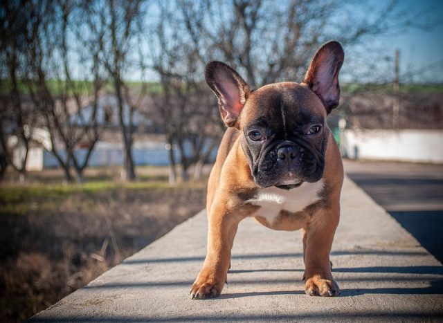  Paw Care for Dogs: Everything You Need to Know This Summer