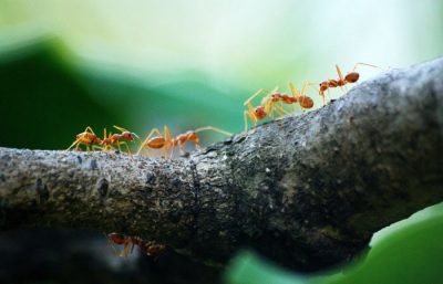 how to cope with different types of pests