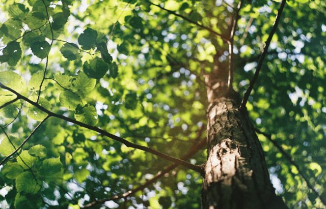 how to keep trees healthy