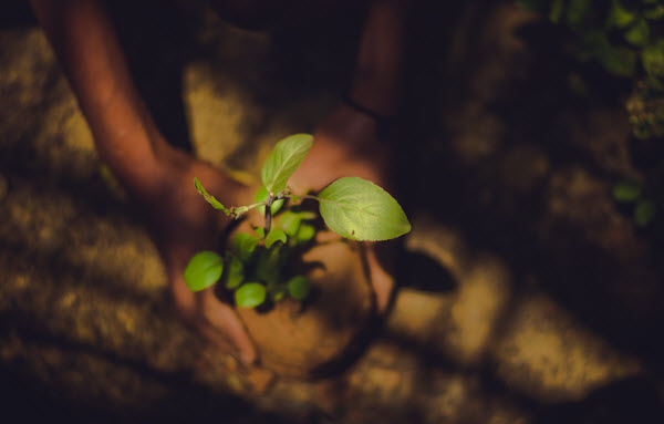 keep trees healthy