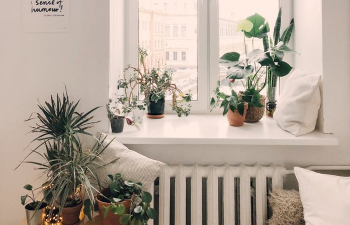 benefits of having house plants benefits of having house plants
