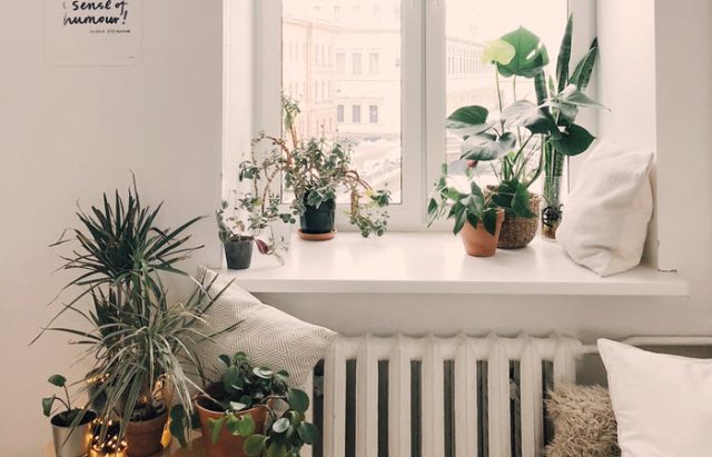 benefits of having house plants