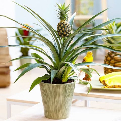 bromeliad pineapple