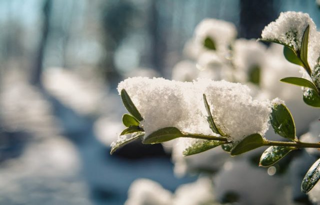 winter gardening tips